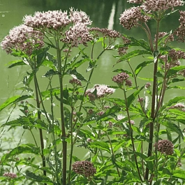 Посконник коноплянолистный