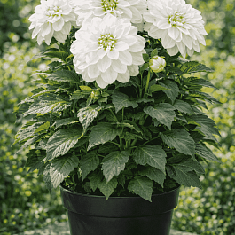 Георгин Dahlietta Select Whitney