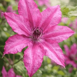 Клематис гибридный Barbara Dibley