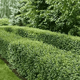 Кизильник блестящий 