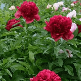 Пион травянистый  Eliza Lundy