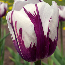 Тюльпан Триумф Зурел