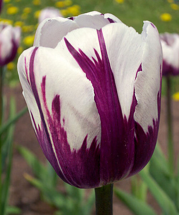 Тюльпан Триумф Зурел