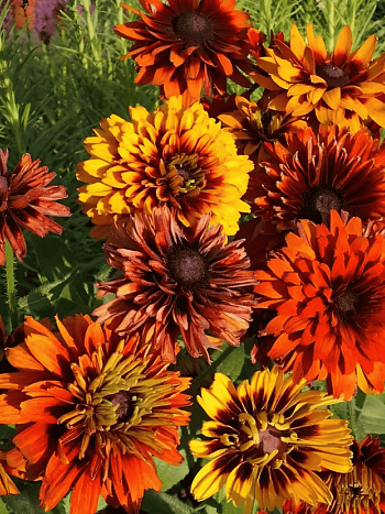 Рудбекия волосистая Cherokee Sunset