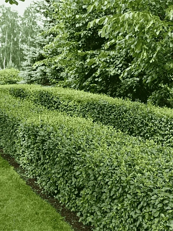 Кизильник блестящий 