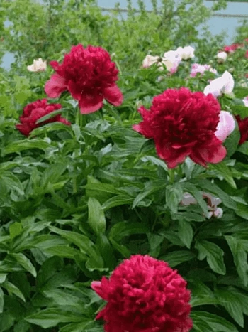 Пион травянистый  Eliza Lundy