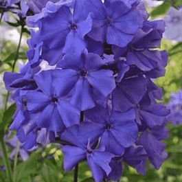 Флокс метельчатый Синий взгляд