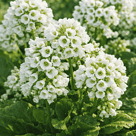 Бадан сердцелистный Snowtime