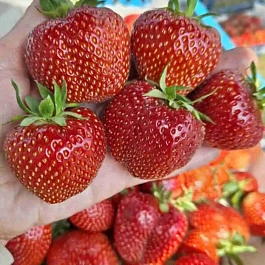 Земляника садовая Соната