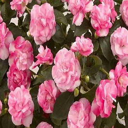 Бальзамин  Musica Bicolor Pink