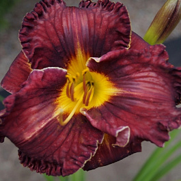 Лилейник гибридный Пеплишес