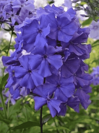 Флокс метельчатый Синий взгляд