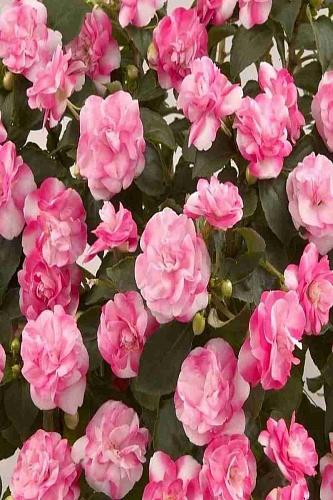 Бальзамин  Musica Bicolor Pink