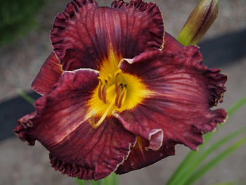 Лилейник гибридный Пеплишес