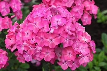 Флокс Метельчатый Клавдия