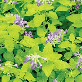 Котовник Фассена Limelight