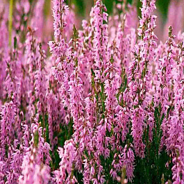 Вереск Пересвет розовый