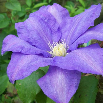 Клематис крупноцветковый Пётр Скарга