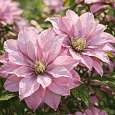 Клематис Pink Passion