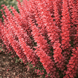 Барбарис Тунберга Orange Tower