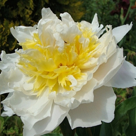 Пион травянистый Хани Голд