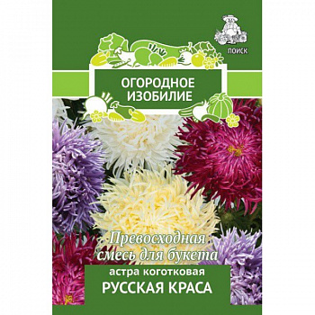 Астра коготковая Русская краса