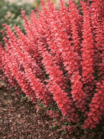 Барбарис Тунберга Orange Tower
