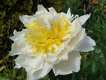 Пион травянистый Хани Голд