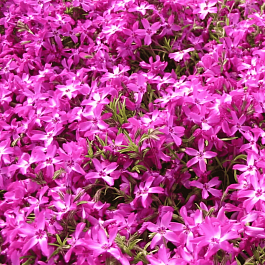 Флокс шиловидный Crimson Beauty