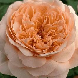 Роза чайно-гибридная Tropicana