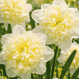 Нарцисс Ice King