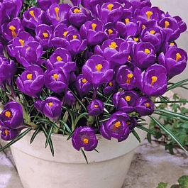 Крокус крупноцветковый Flower Record