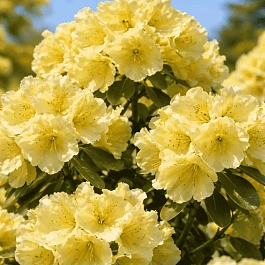 Рододендрон гибридный Goldkrone