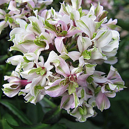 Флокс метельчатый Пур Филингз Флокс метельчатый Пур Филингз