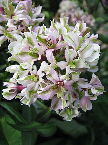 Флокс метельчатый Пур Филингз