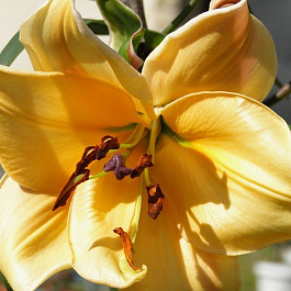 Лилия ОТ-гибрид Авокадо