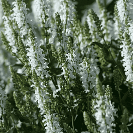 Шалфей дубравный Sensation Medium White