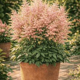 Астильба гибридная Lovely Day