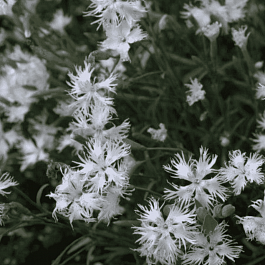 Гвоздика песчаная