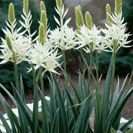 Камассия Лейхтлина Alba