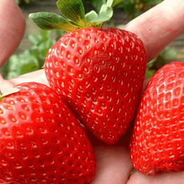 Земляника Дочь Берегини