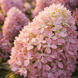 Гортензия метельчатая Pixio