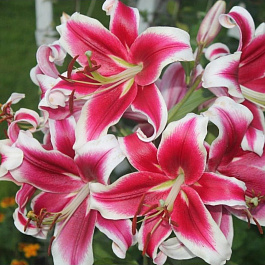 Лилия ОТ-гибрид Флэшпоинт НАБОР 2ШТ (2+2) Лилия ОТ-гибрид Флэшпоинт НАБОР 2ШТ (2+2)