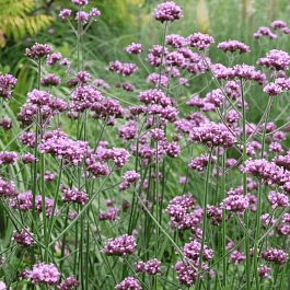 Вербена Бонарская