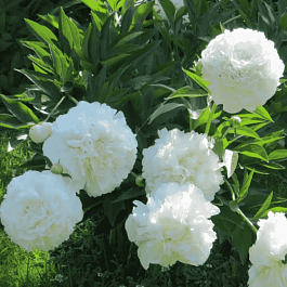 Пион Moon over Barrington