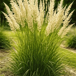 Колерия крупноцветковая