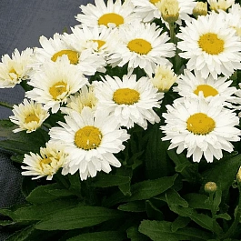 Нивяник наибольший Madonna