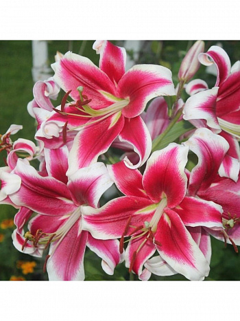 Лилия ОТ-гибрид Флэшпоинт НАБОР 2ШТ (2+2)