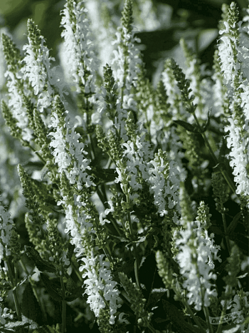 Шалфей дубравный Sensation Medium White