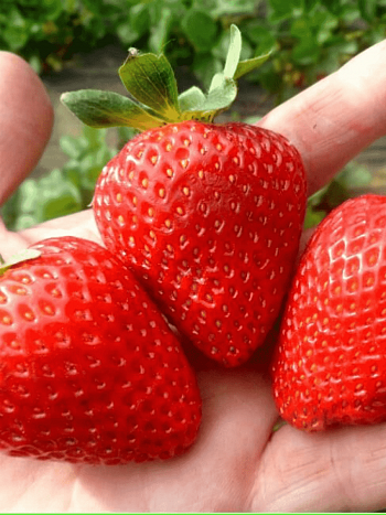 Земляника Дочь Берегини